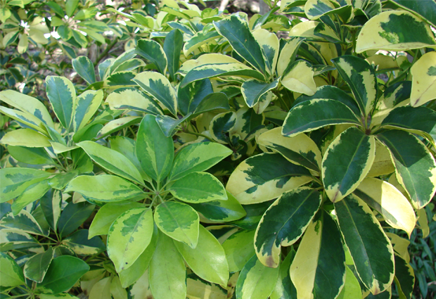Plantas variegadas - Makino