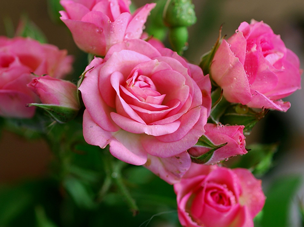 Significados das cores das rosas - Makino