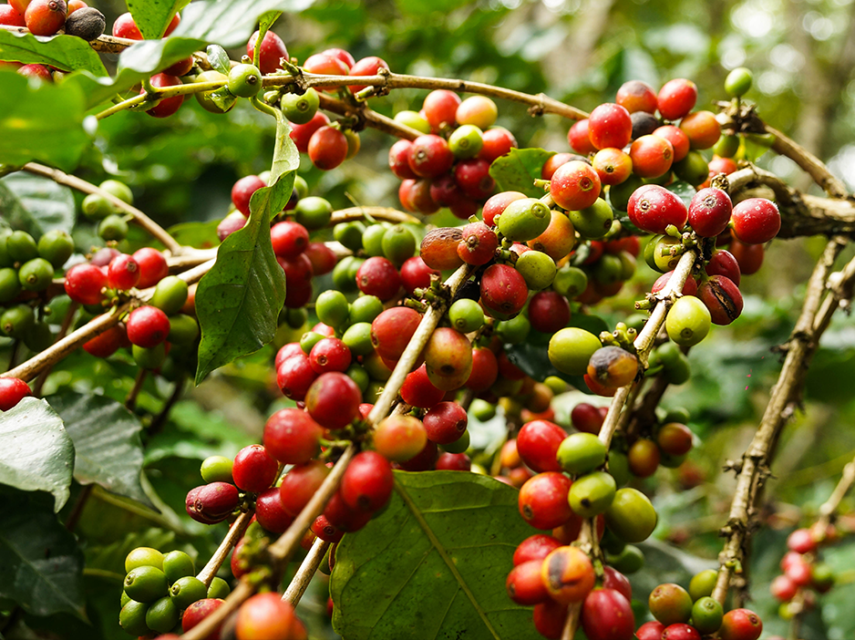 A cultura do café conillon é fonte geradora de emprego em